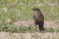 Myrmecocichla formicivora
